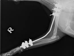 Choosing the Right Fracture Fixation in Cats: ESF vs Plate vs ILN